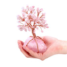 Money Tree Natural Rose Quartz Tumbled Stones - The Light of Inspiration